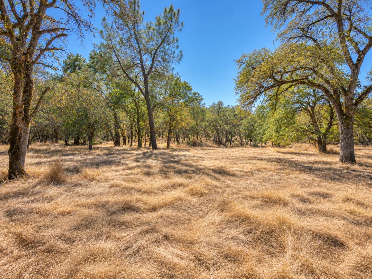Open golden meadow and oak trees in a site image supplied by Better Brokers