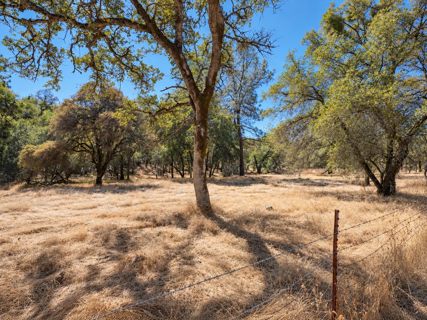 Oak trees and golden grass in a land photo supplied by Better Brokers